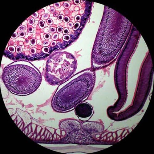 AmScope M120C-2L-PB10-E5 Digital Microscope, WF10x and WF25x Eyepieces, 40x-1000x Magnification, Brightfield, Upper and Lower LED Illumination, Plain Stage, Includes Blank and Prepared Slides, 5MP Camera and Software
