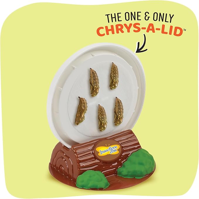 Insect Lore Raise and Release Butterfly Garden Kit – Caterpillar Habitat with redeemable Voucher – STEM-accredited Live Butterfly Growing Kit for Kids, Classrooms, and Homeschool Learning