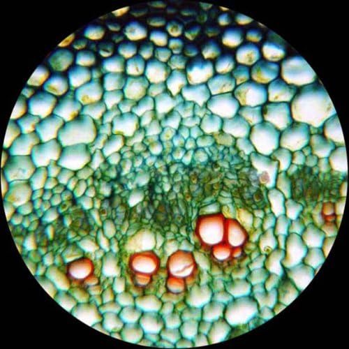 AmScope PS25-BSC12-72P100S22 25 Piece Microscope Prepared Slides, 72 Piece Pre-Cleaned Blank Plate Slides, 12 Piece Single Depression Concave Slides and 100 Piece Coverslips