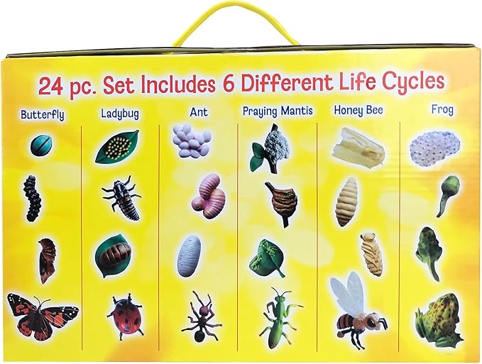 Insect Lore's Life Cycle Figurines 24 Pc Set | Butterfly, Ladybug, Frog, Honey Bee, Ant and Praying Mantis | 4 Stages Per Insect, 24 Figurines Total