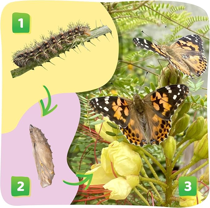 Insect Lore Butterfly Garden with Giant Birthday Card - 5 Live Baby Caterpillars, STEM Activity Journal, Habitat, Chrys-A-Lid Holder, Feeder - Raise and Release Painted Lady Butterflies