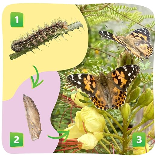 Insect Lore Cup of Caterpillars - 5 Live Painted Lady Caterpillars with Food - Refill for Butterfly Garden Kit - Stickers & Chrys-A-Lid Holding Log Included - STEM Learning Activity
