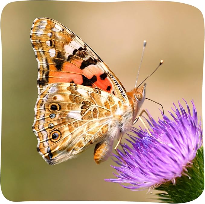 Insect Lore Raise and Release Butterfly Garden Kit – Caterpillar Habitat with redeemable Voucher – STEM-accredited Live Butterfly Growing Kit for Kids, Classrooms, and Homeschool Learning